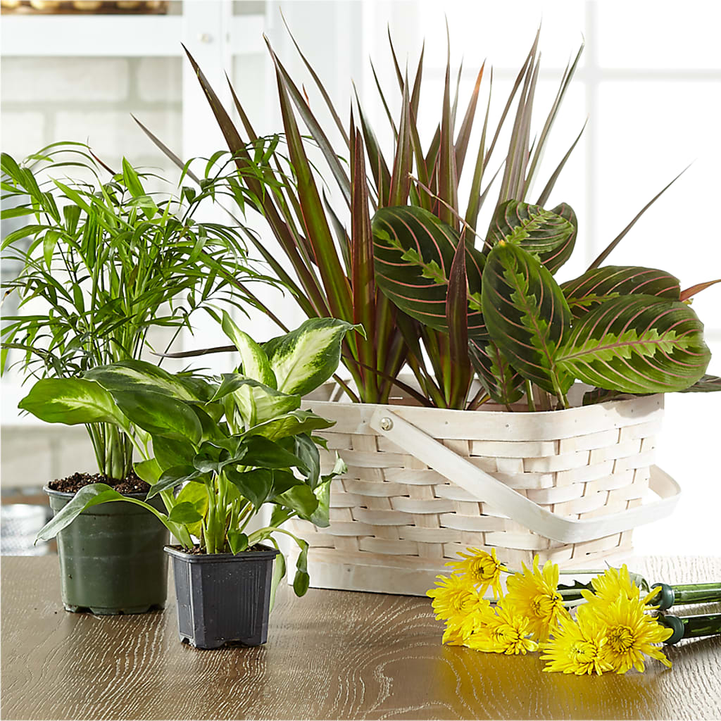 Florist Designed Blooming and Green Plants in a Basket – Burlington In Bloom Inc, Burlington IA