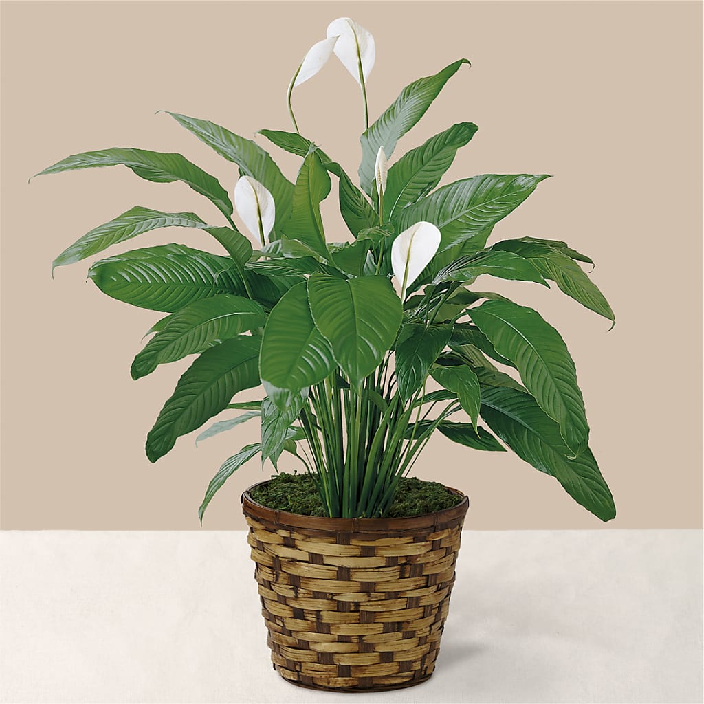 Tranquil Moments Peace Lily Plant – Burlington In Bloom Inc, Burlington IA
