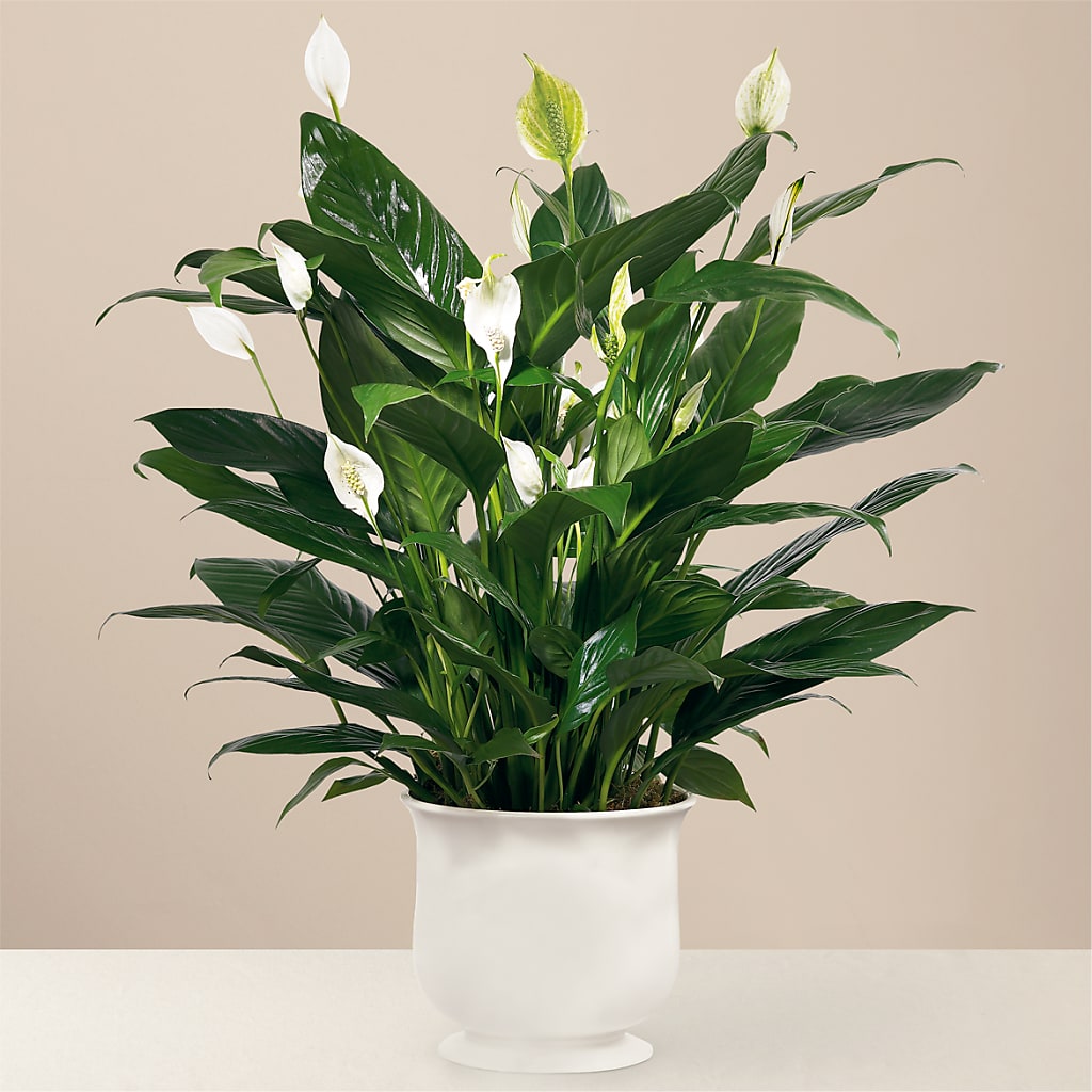 burlington plant pots Comfort Planter