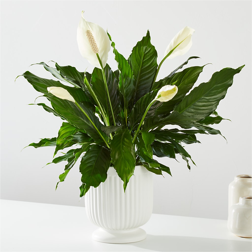Comfort Planter – Burlington In Bloom Inc, Burlington IA