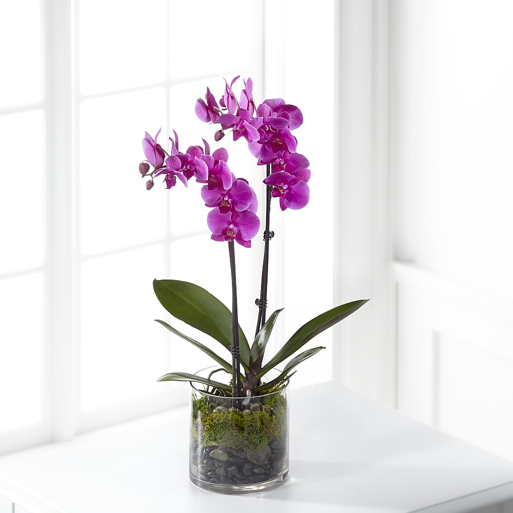 Pink Orchid Plant – Burlington In Bloom Inc, Burlington IA