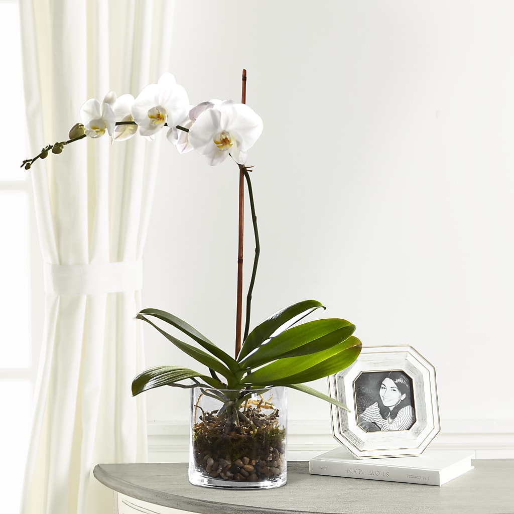 White Orchid Planter – Burlington In Bloom Inc, Burlington IA