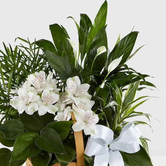 Peace & Serenity Dishgarden –  Burlington In Bloom Inc, Burlington IA