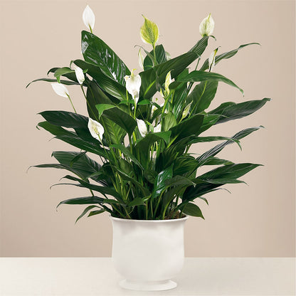 Comfort Planter –  Burlington In Bloom Inc, Burlington IA