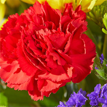 Brighter Days Bouquet –  Burlington In Bloom Inc, Burlington IA