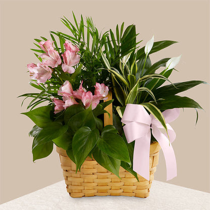 Living Spirit Dishgarden –  Burlington In Bloom Inc, Burlington IA