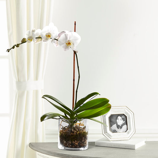 White Orchid Planter –  Burlington In Bloom Inc, Burlington IA