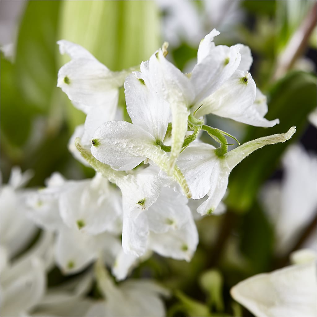 Classic Ivory – A Florist Original –  Burlington In Bloom Inc, Burlington IA